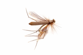 Adult Crane Brown 10
