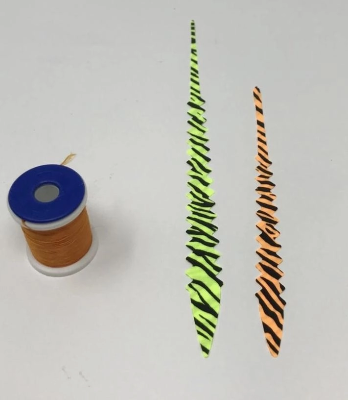 Barred Pacchiarini's Saddle Tails