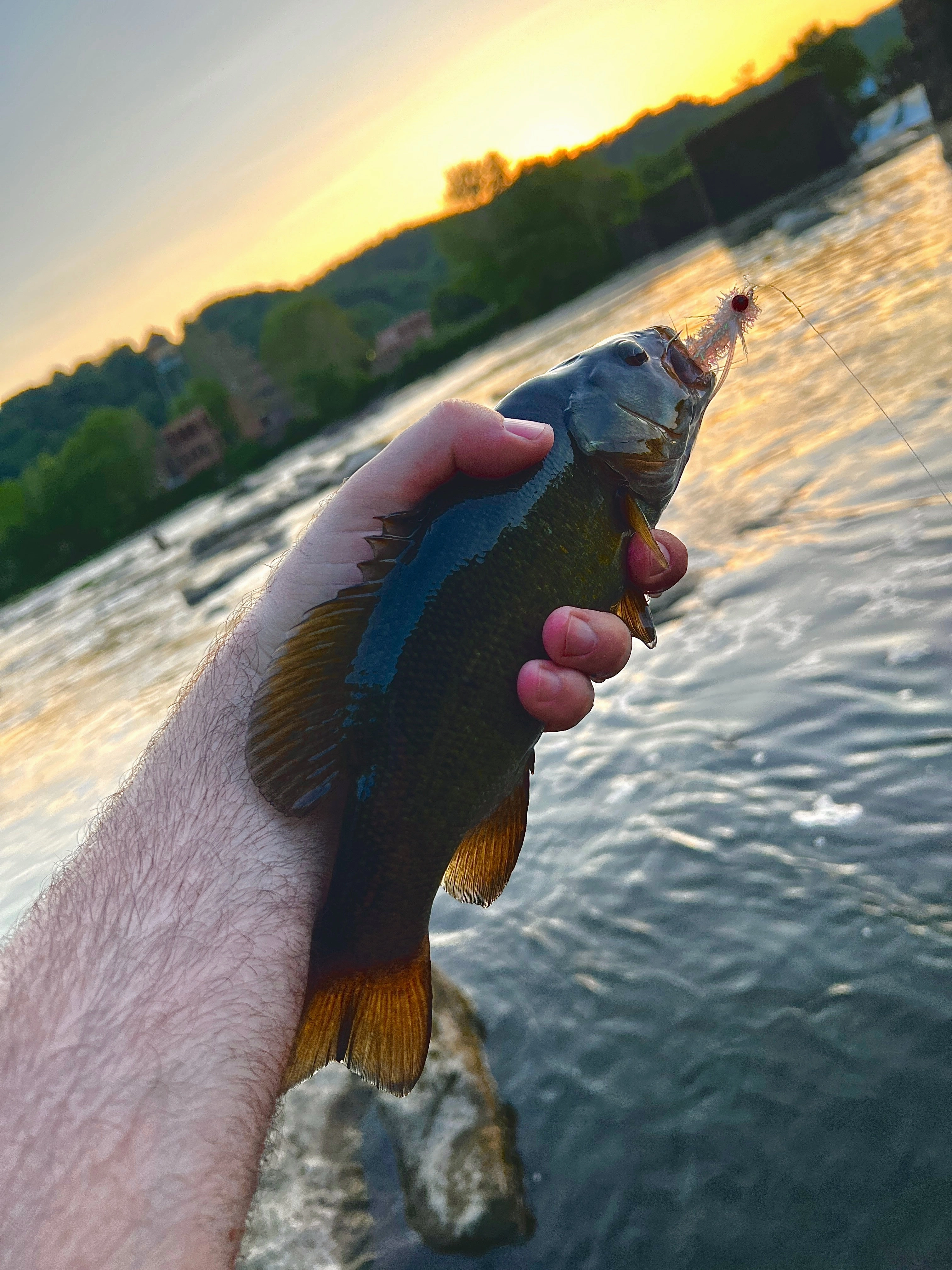 Bass Fly Assortment