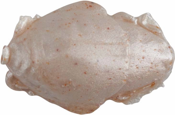 Berkley Gulp! 1 inch Sand Crab Flea 12 pack