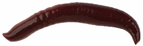 Berkley Gulp! Pinched Crawler