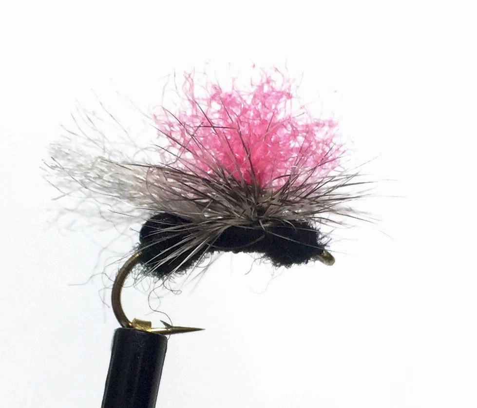 Bloom's Parachute Ant