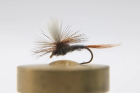 Cahill Dark Parachute Dry