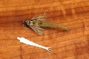 Cohen's Damsel Tail