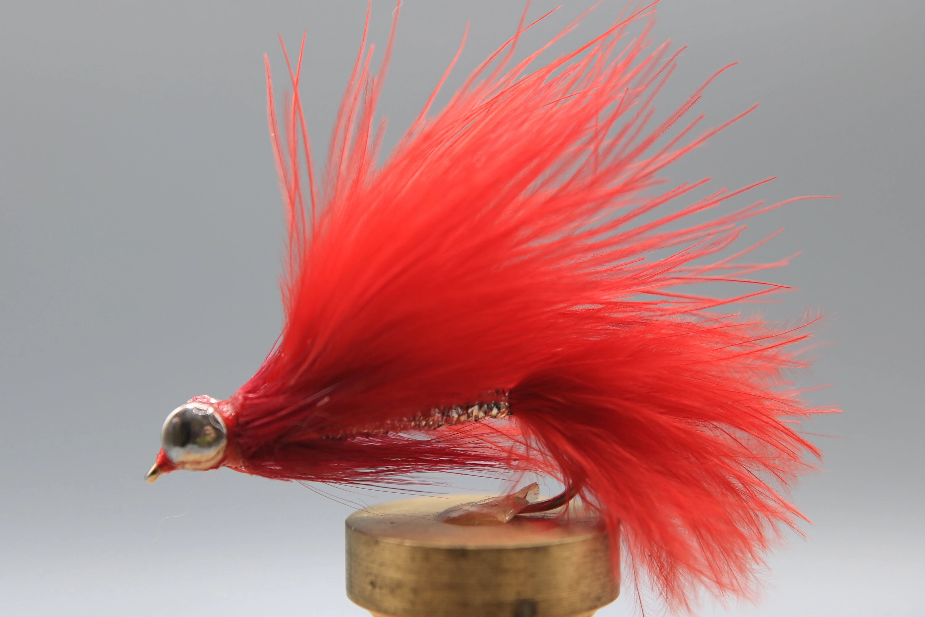 Coho Comet