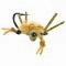 Contraband Crab