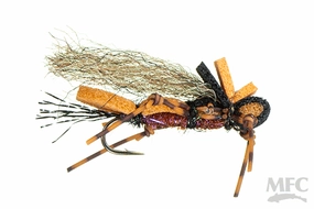 Fool's Gold Cicada