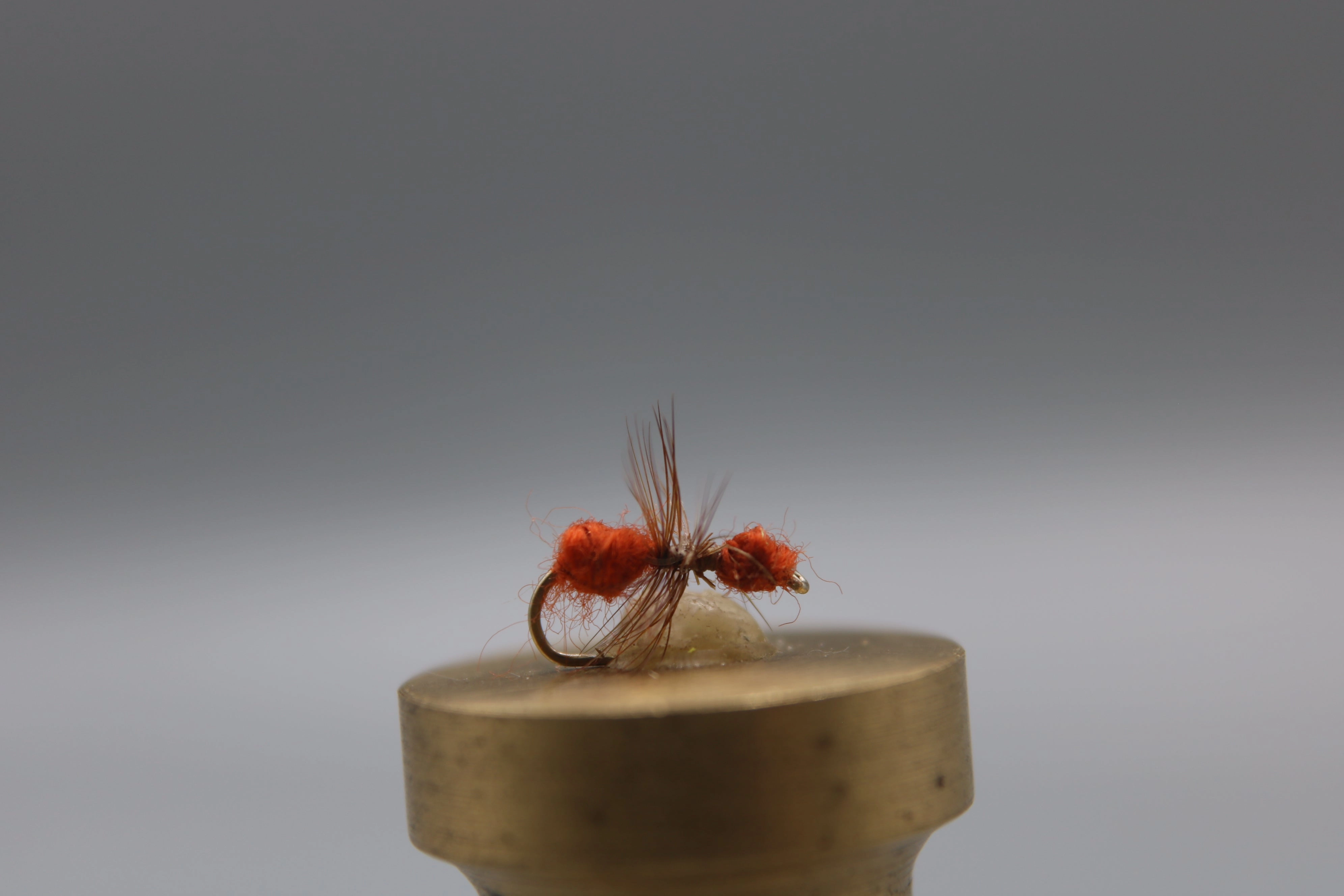 Fur Ant Dry