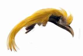 Golden Pheasant Topping Crest Veniard