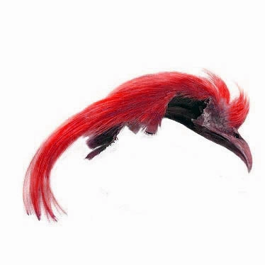 Golden Pheasant Topping Crest Veniard