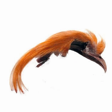 Golden Pheasant Topping Crest Veniard