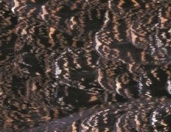 Grouse Body Plumage 2G - Veniard