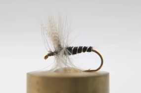 Isonychia Dry