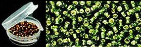 Killer Caddis Glass Beads