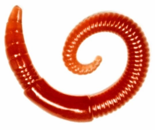 Lunkerhunt 2 inch River Worm Soft Plastic 8 pack