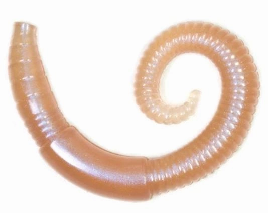 Lunkerhunt 2 inch River Worm Soft Plastic 8 pack