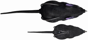 Lunkerhunt Furenzy Mouse - 3 Inch
