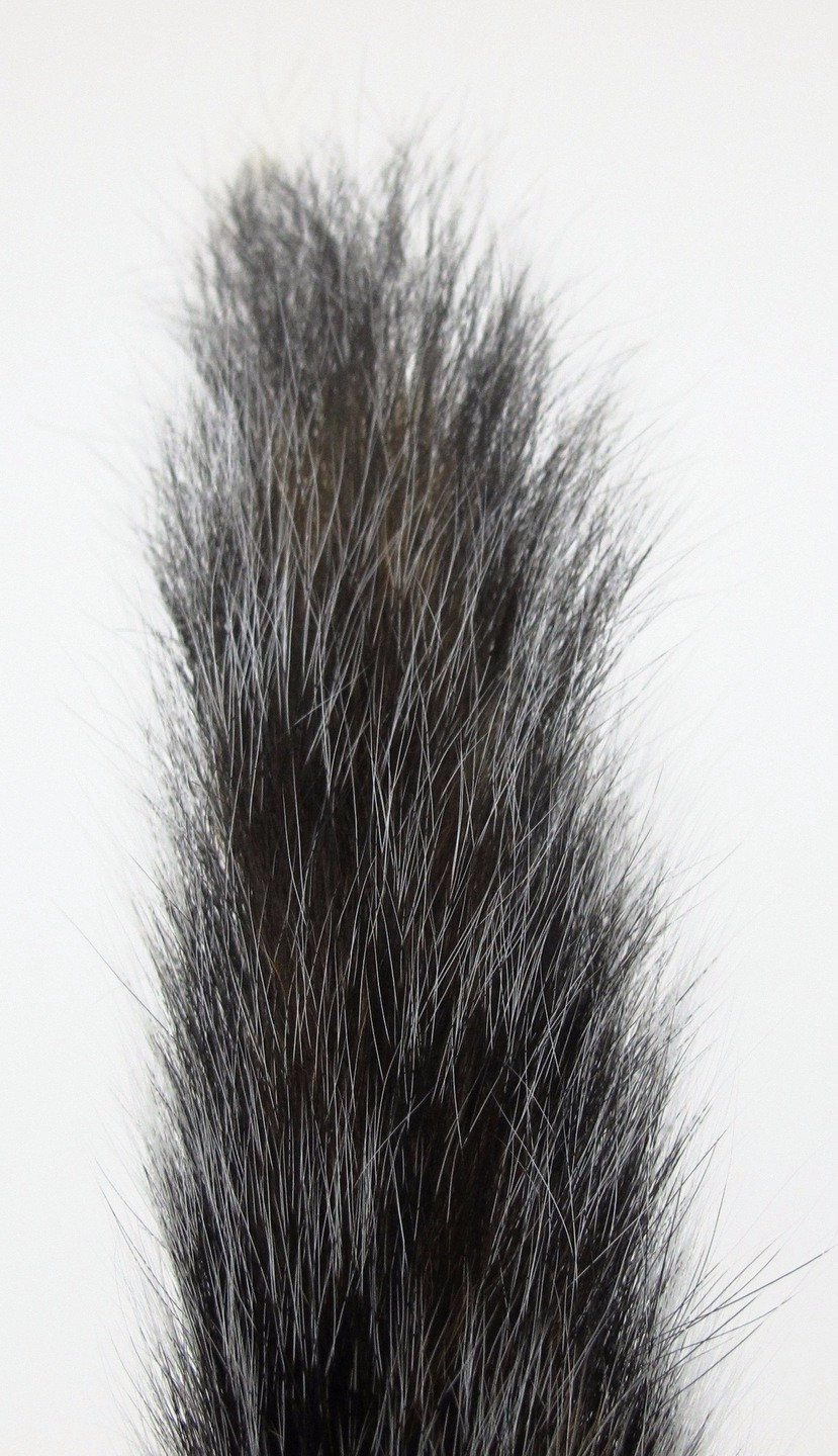 Nature's Spirit Complete Squirrel Tail