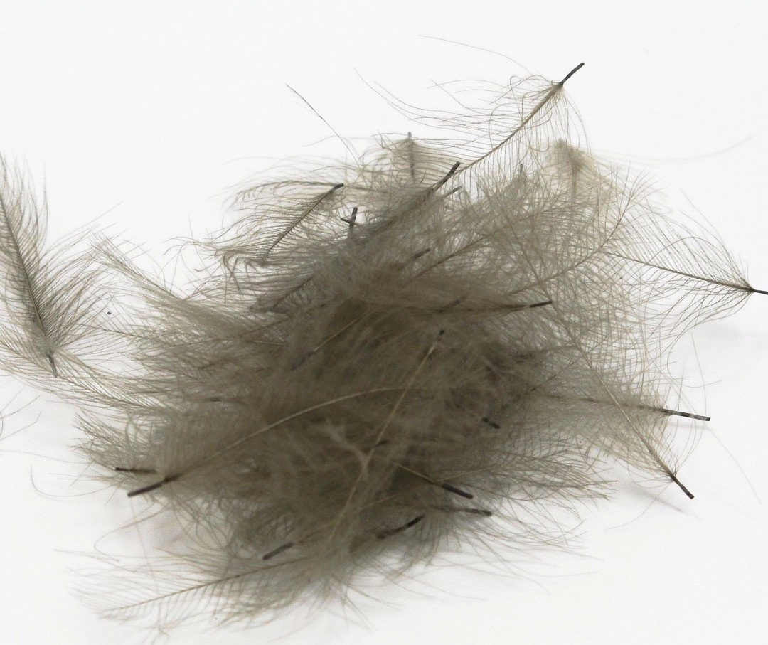 Nature's Spirit Duck Cul De Canard Feathers CDC