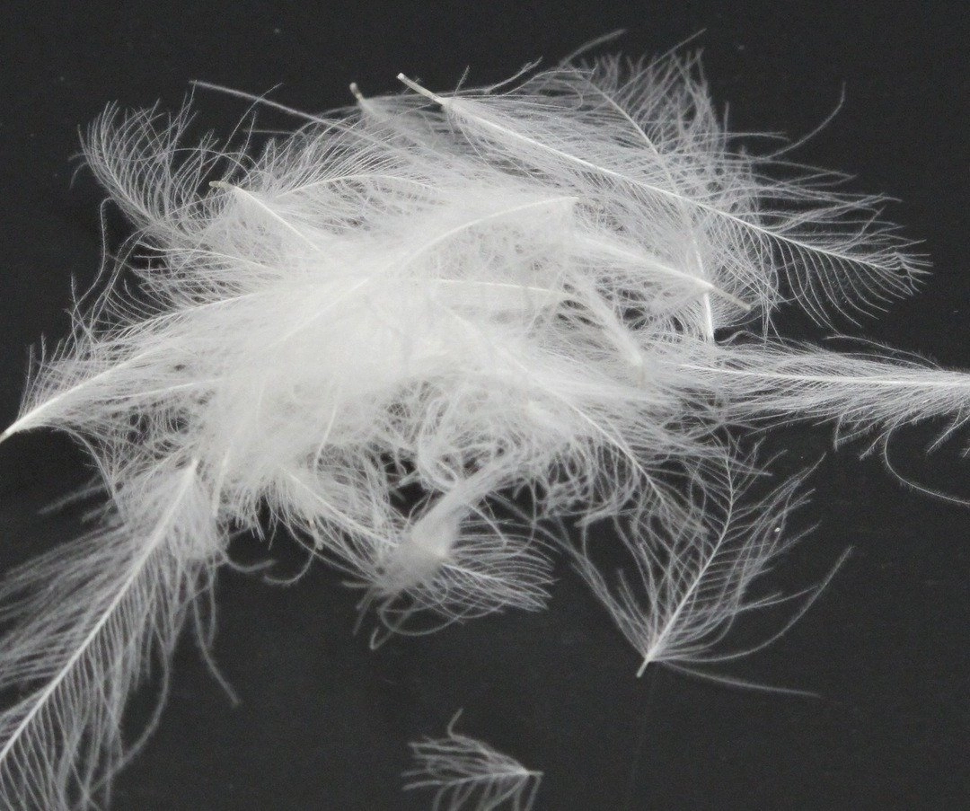 Nature's Spirit Duck Cul De Canard Feathers CDC