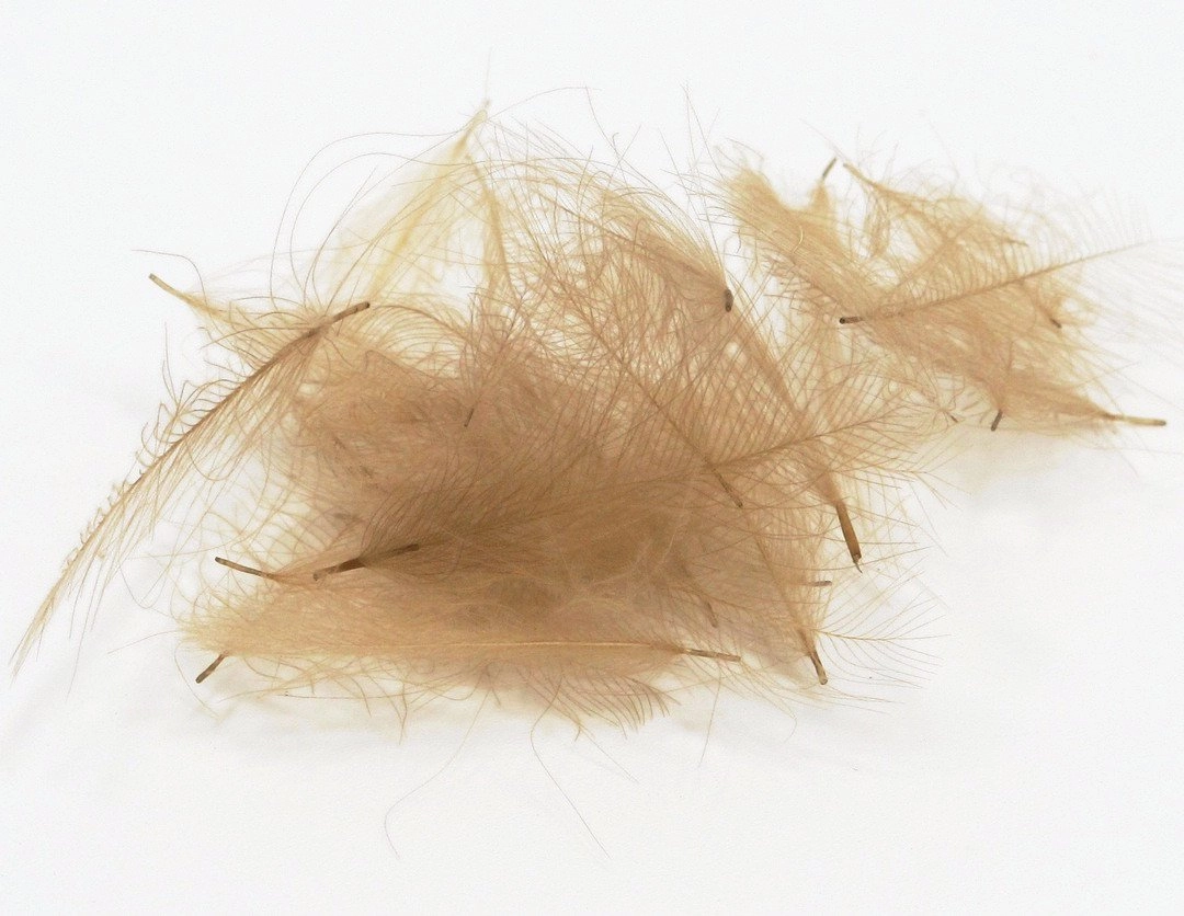 Nature's Spirit Duck Cul De Canard Feathers CDC