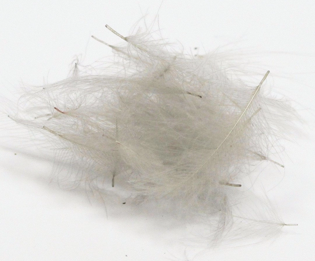 Nature's Spirit Duck Cul De Canard Feathers CDC