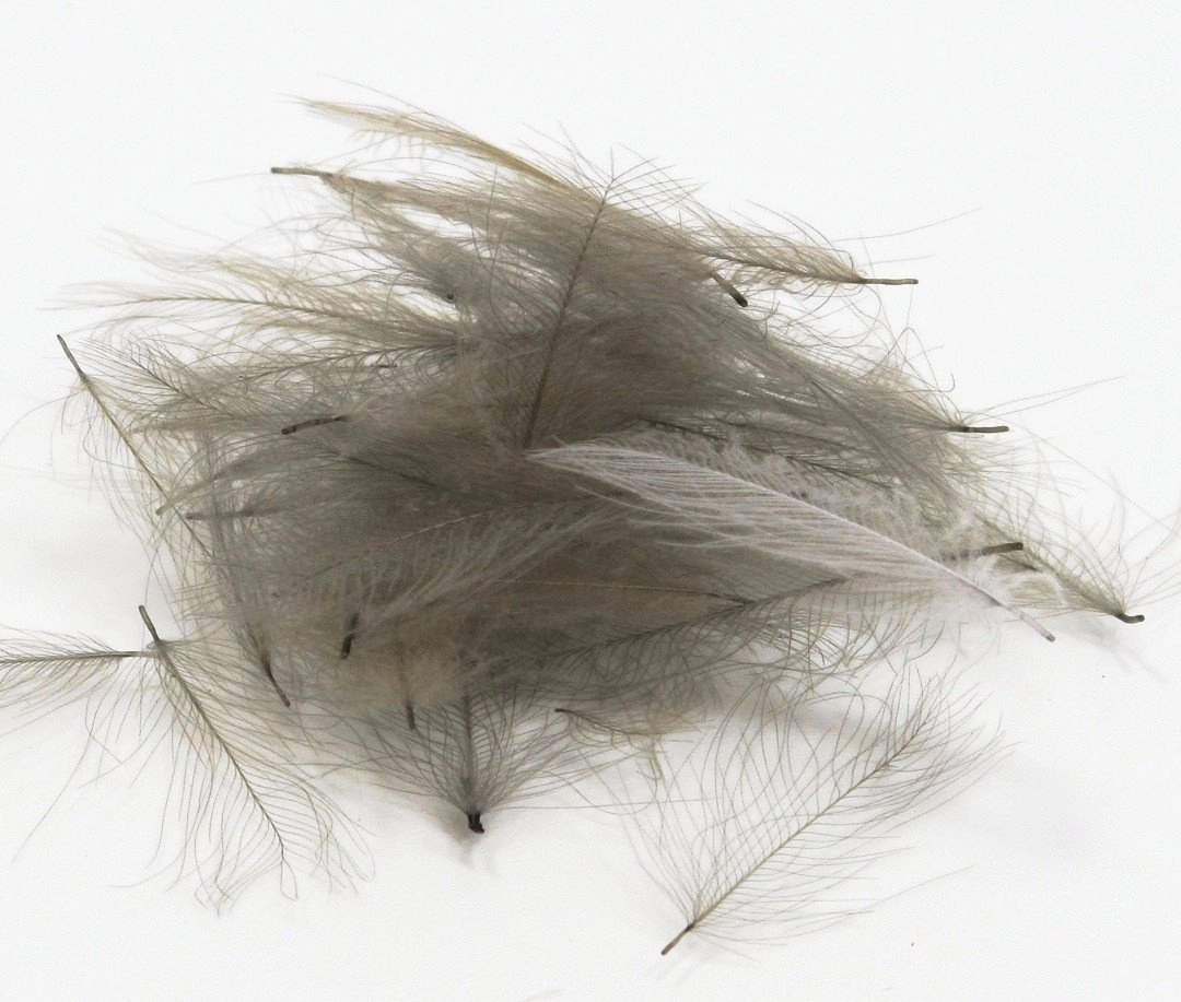 Nature's Spirit Duck Cul De Canard Feathers CDC