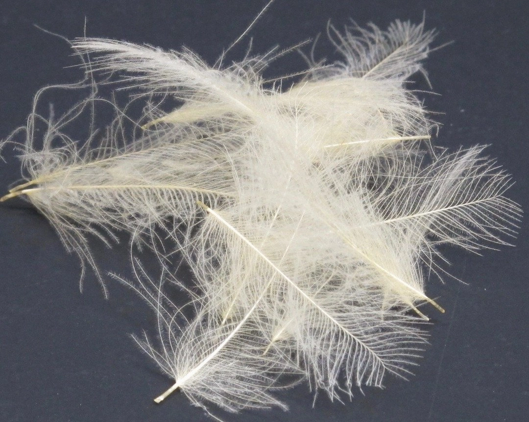 Nature's Spirit Duck Cul De Canard Feathers CDC