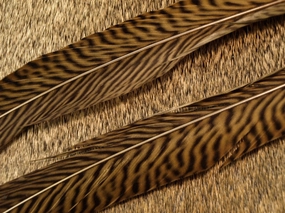 Nature's Spirit Golden Pheasant Side Tails 14" to 16" pair Select Pair