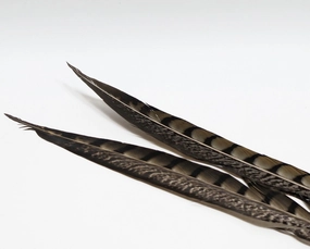Nature's Spirit Lady Amherst Pheasant Side Tails - 12" to 16" pair Natural