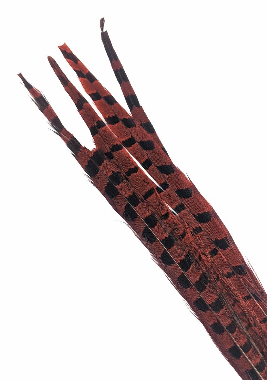 Nature's Spirit Ringneck Pheasant Side Tails - 3 tails - 12" to 14"