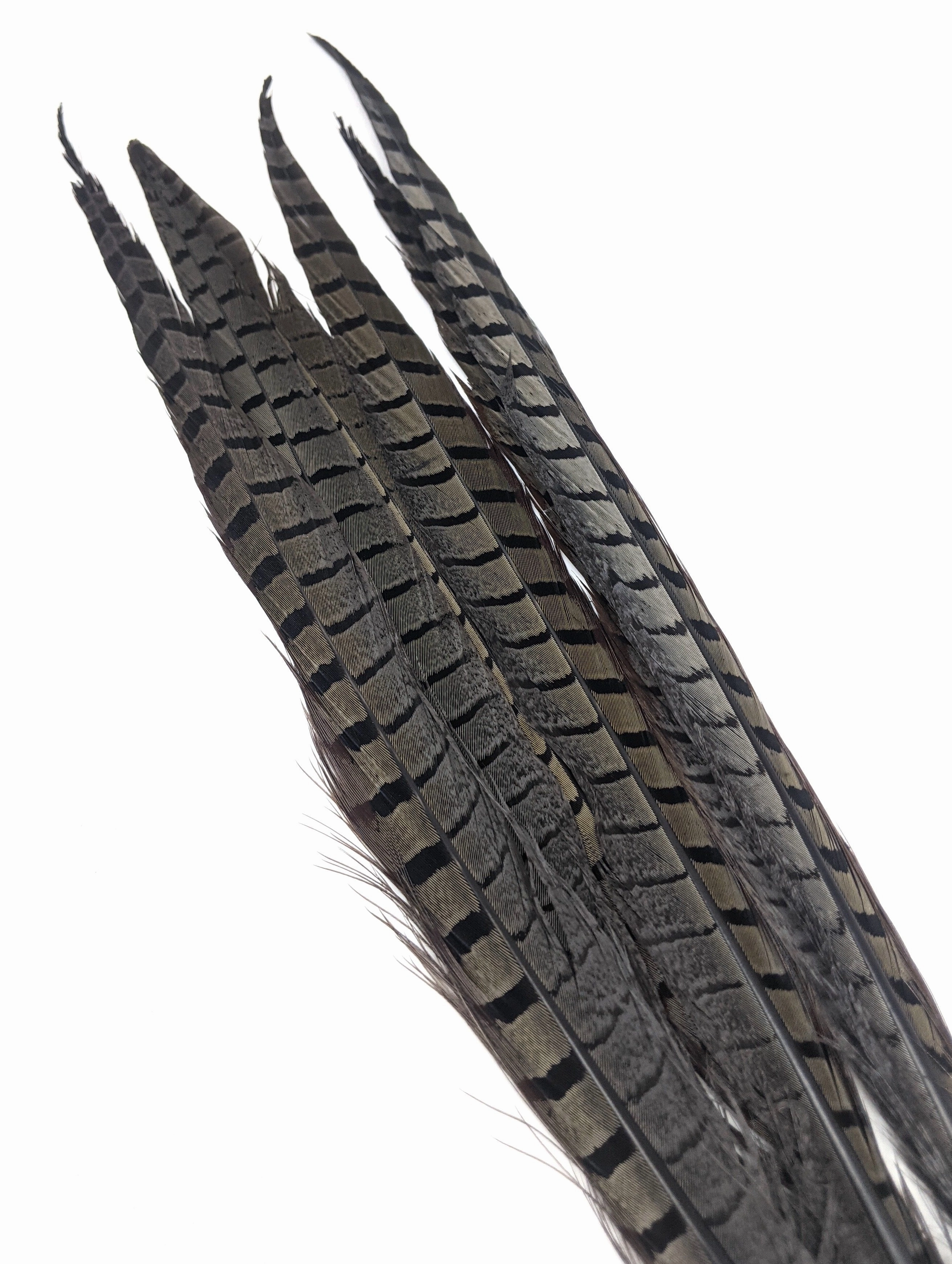 Nature's Spirit Ringneck Pheasant Side Tails - 3 tails - 12" to 14"