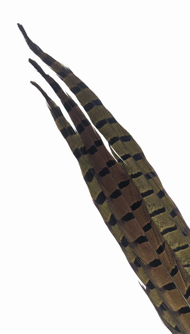 Nature's Spirit Ringneck Pheasant Side Tails - 3 tails - 12" to 14"