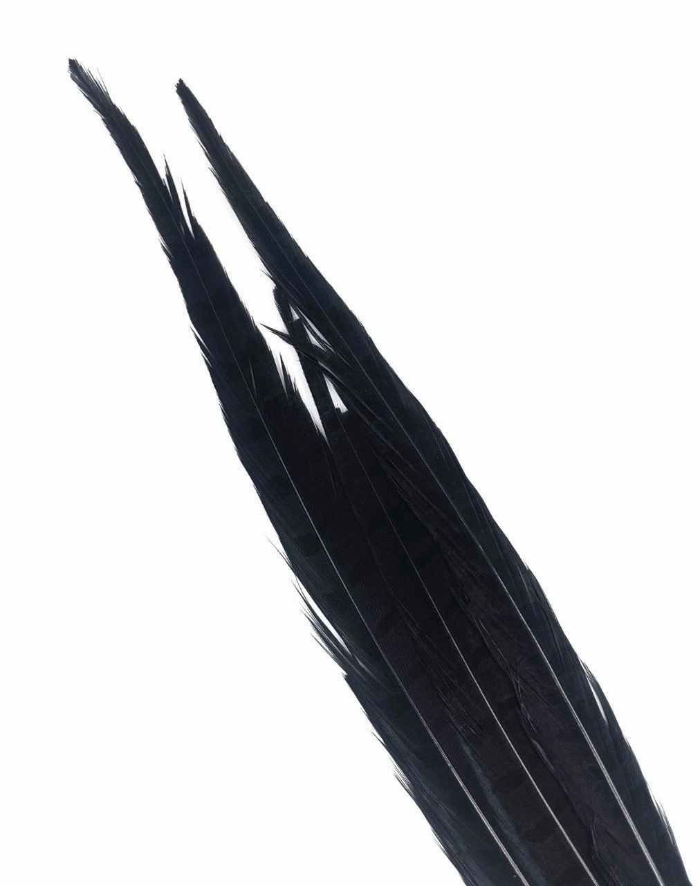 Nature's Spirit Ringneck Pheasant Side Tails - 3 tails - 12" to 14"