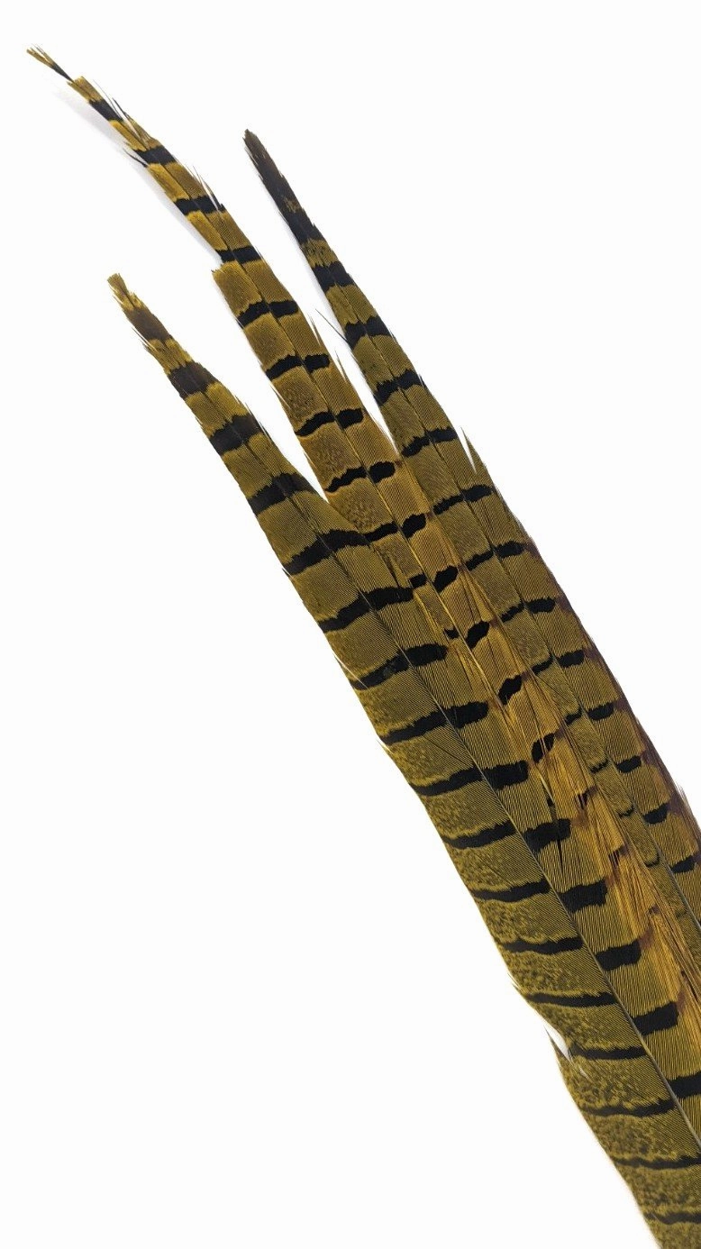 Nature's Spirit Ringneck Pheasant Side Tails - 3 tails - 12" to 14"