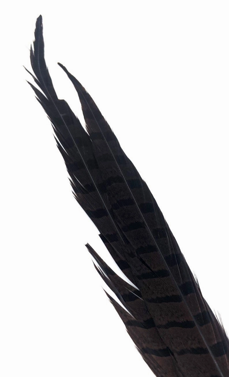 Nature's Spirit Ringneck Pheasant Side Tails - 3 tails - 12" to 14"