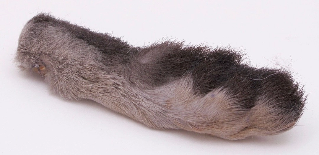 Nature's Spirit Snowshoe Rabbit Foot