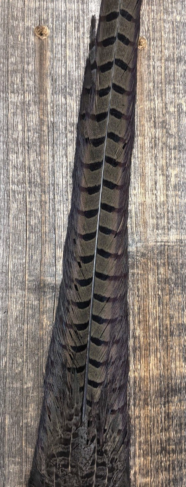 Nature's Sprit Ringneck Pheasant Tail Clump