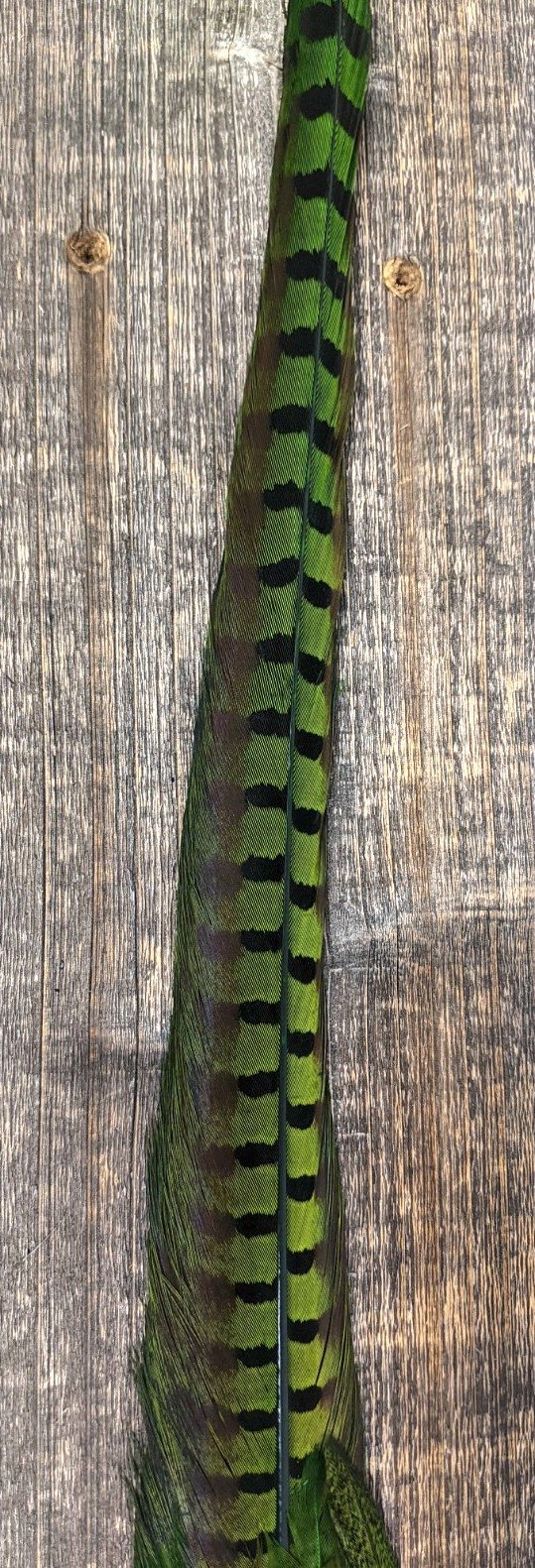 Nature's Sprit Ringneck Pheasant Tail Clump