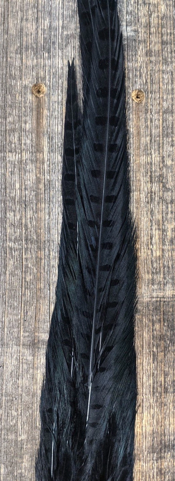 Nature's Sprit Ringneck Pheasant Tail Clump