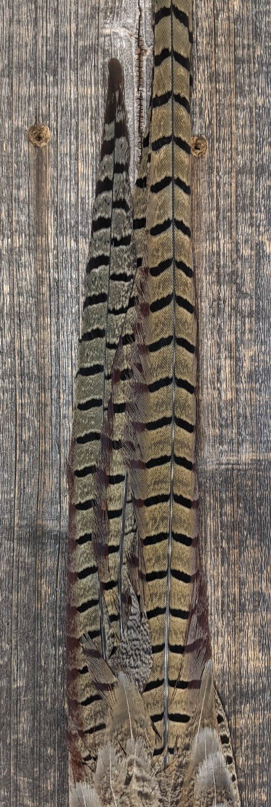 Nature's Sprit Ringneck Pheasant Tail Clump