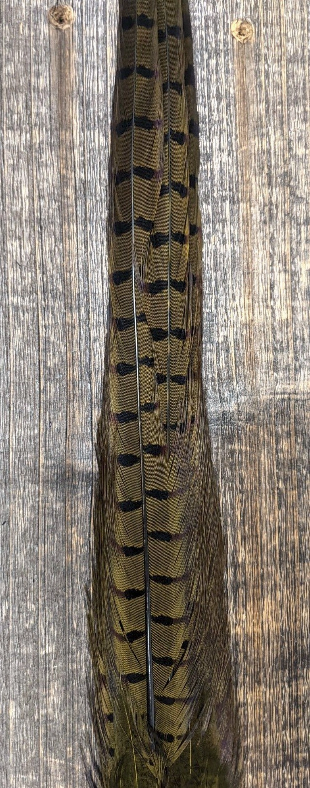 Nature's Sprit Ringneck Pheasant Tail Clump