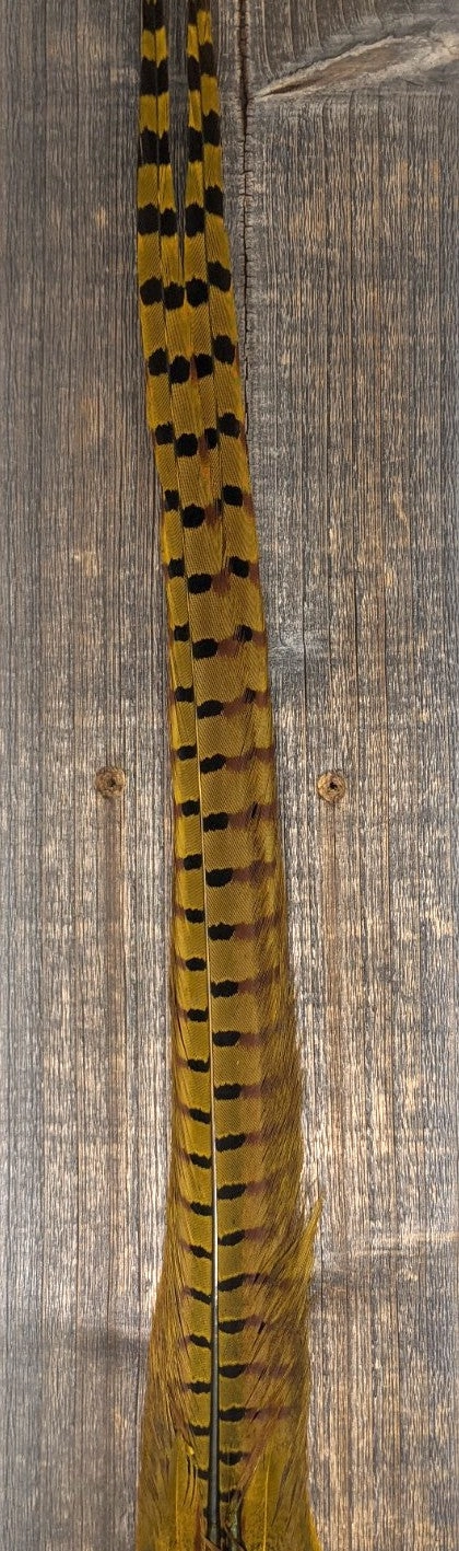 Nature's Sprit Ringneck Pheasant Tail Clump