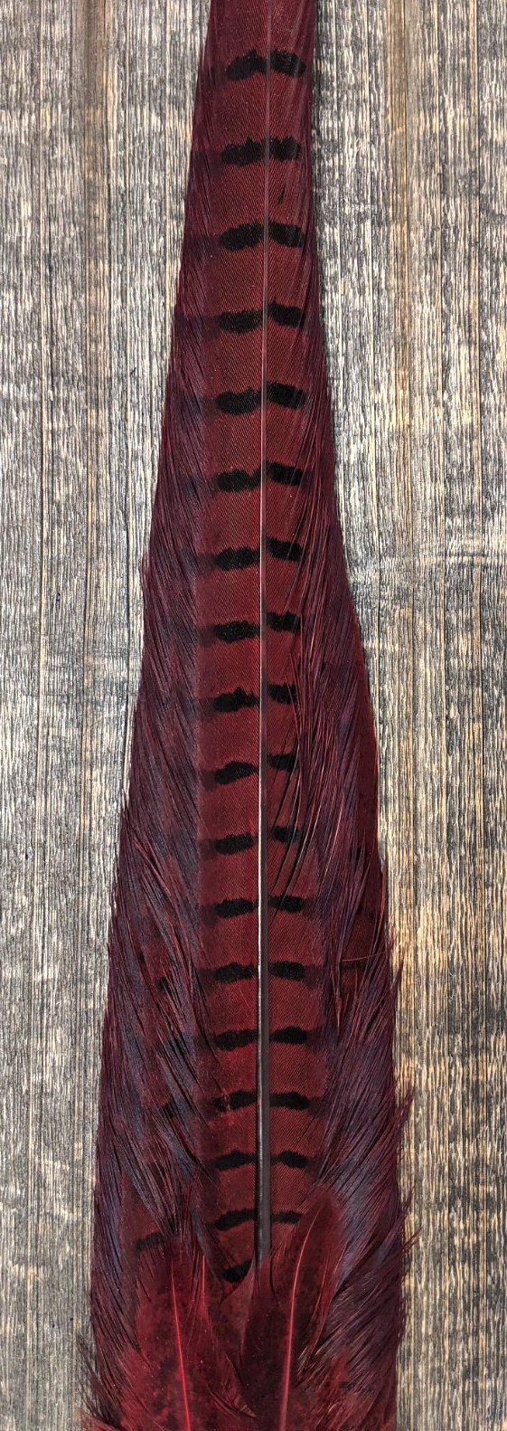 Nature's Sprit Ringneck Pheasant Tail Clump