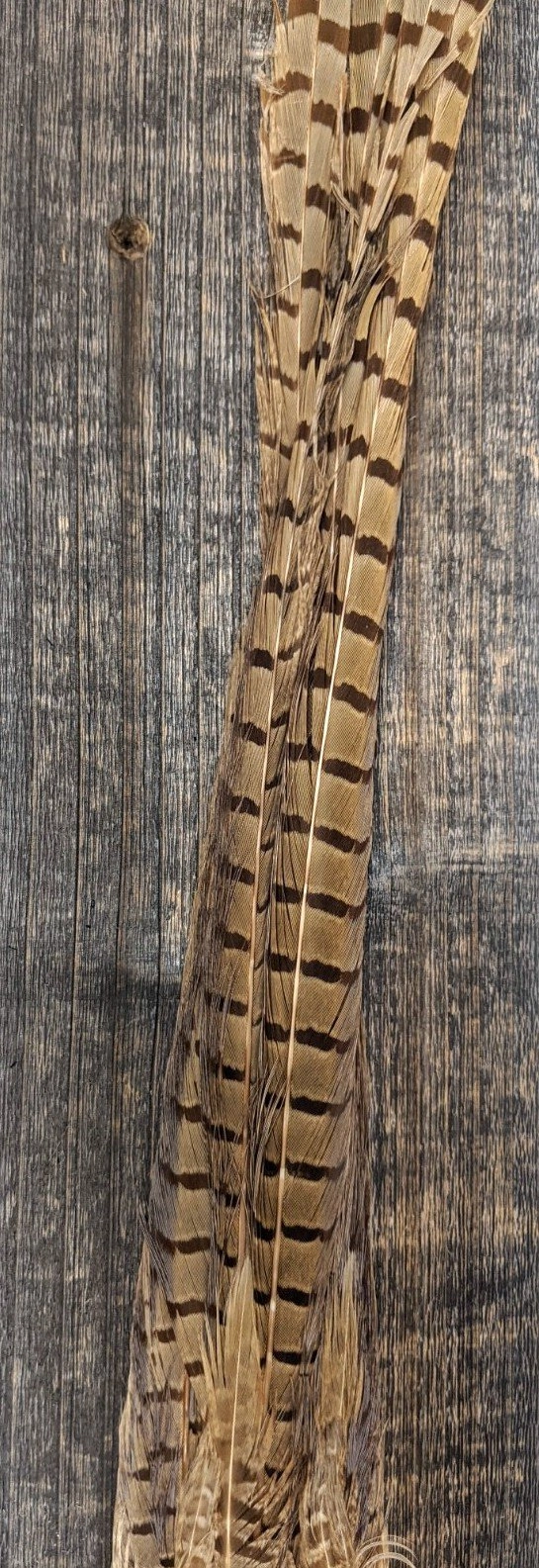 Nature's Sprit Ringneck Pheasant Tail Clump