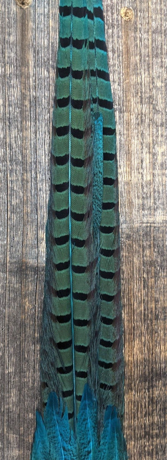 Nature's Sprit Ringneck Pheasant Tail Clump