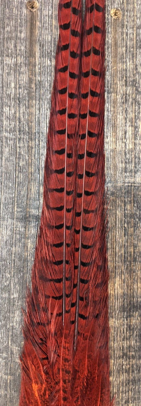 Nature's Sprit Ringneck Pheasant Tail Clump