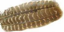 Ozark Turkey Quill - Wapsi