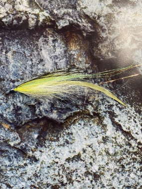 Rhody Flatwings