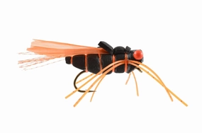Satkowski's Urban Sumo Cicada